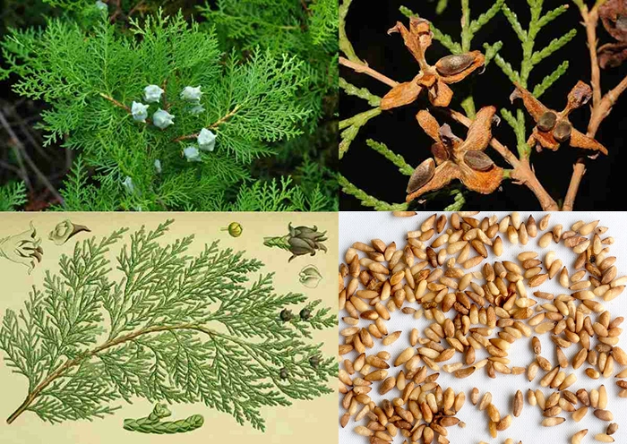 Trắc bách diệp: Vị thuốc quý trong y học cổ truyền