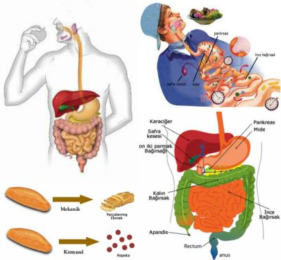 sơ đồ chuyển hóa thức ăn