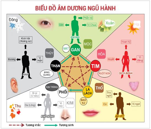 biểu đồ quy luật âm dương ngũ hành