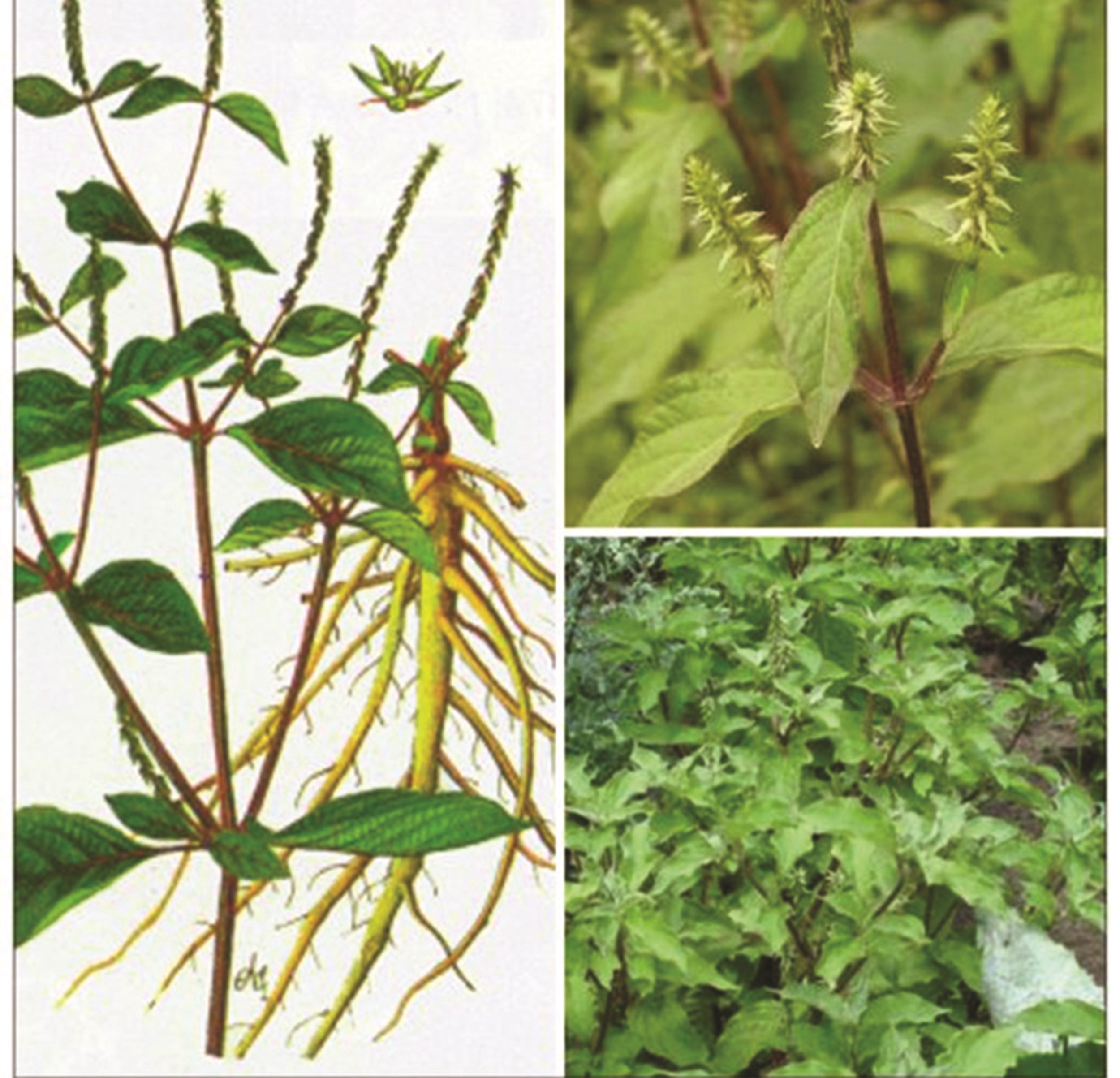 cây cỏ xước