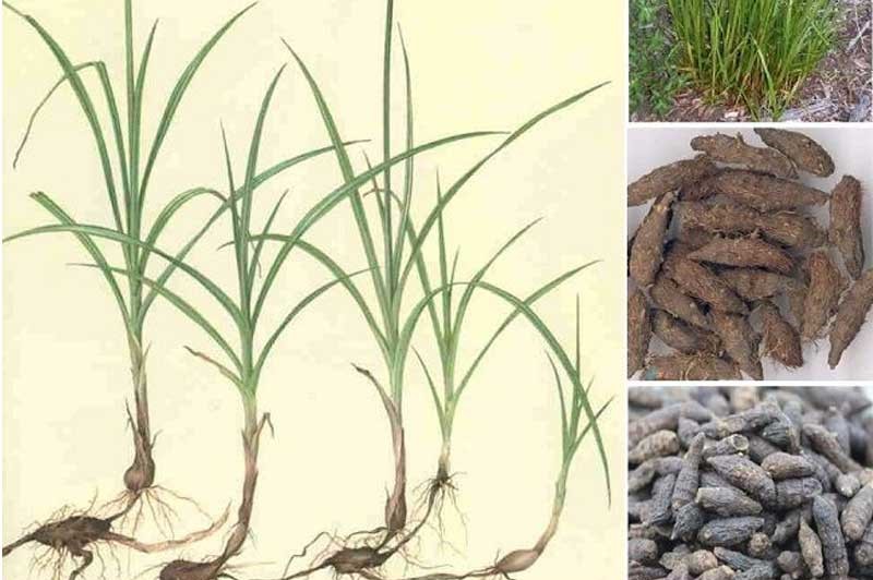 vị thuốc hương phụ