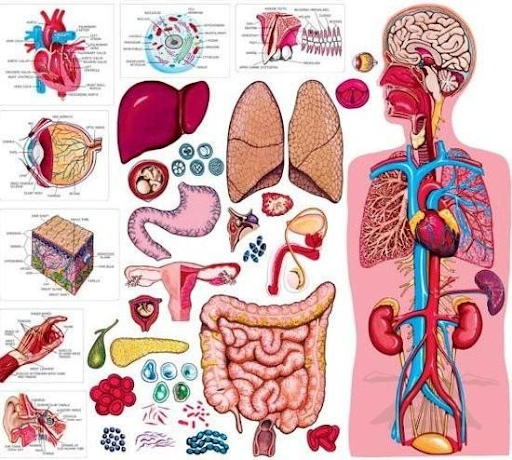 lục phủ ngũ tạng trong đông y