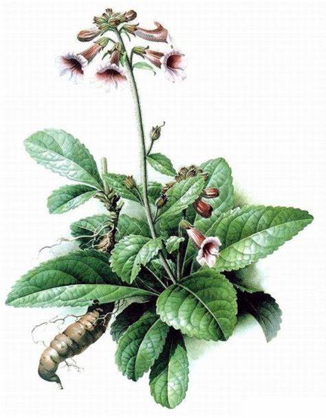 thục địa