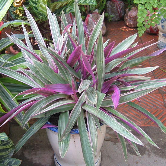 cây sò huyết