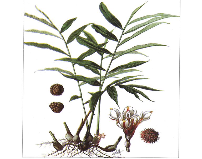 vị thuốc sa nhân