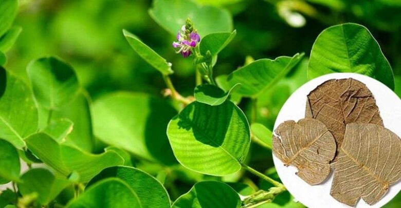 vị thuốc kim tiền thảo