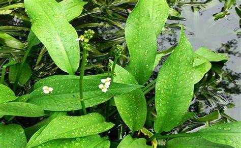 vị thuốc trạch tả
