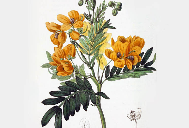 vị thuốc phan tả diệp