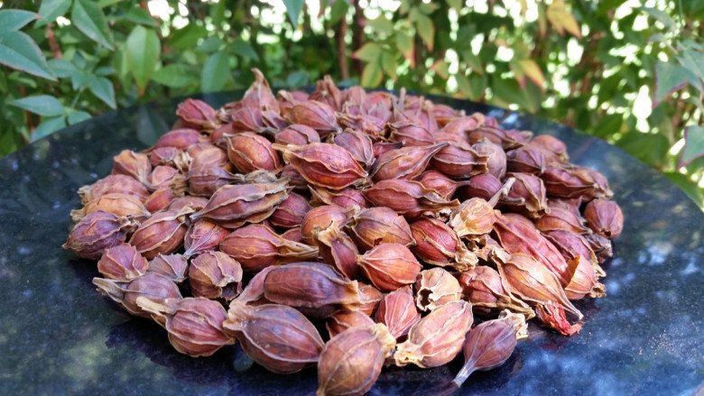 quả dành dành