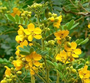 Thực hư chuyện phan tả diệp trị táo bón có đúng không?