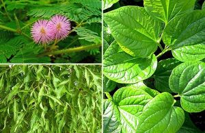Bài thuốc dân gian chữa thoái hóa đốt sống cổ bằng lá lốt 