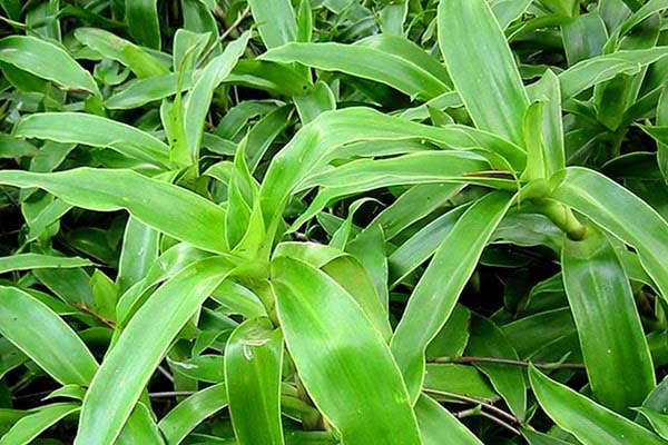 Cách ứng dụng bài thuốc dân gian trị viêm amidan tại nhà