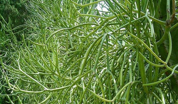 Kinh nghiệm dân gian trị viêm xoang bằng cây giao