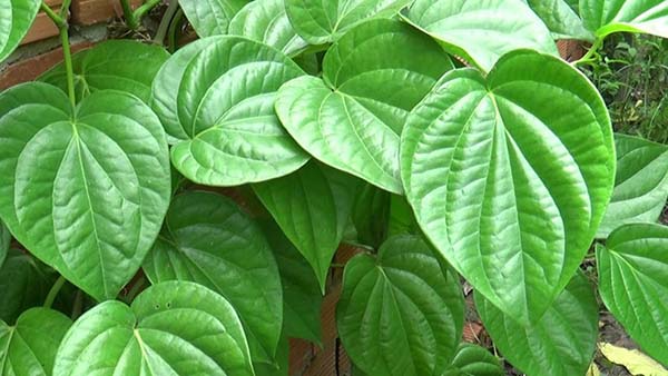 Cách chữa bệnh trĩ bằng ngâm lá trầu có tốt không?