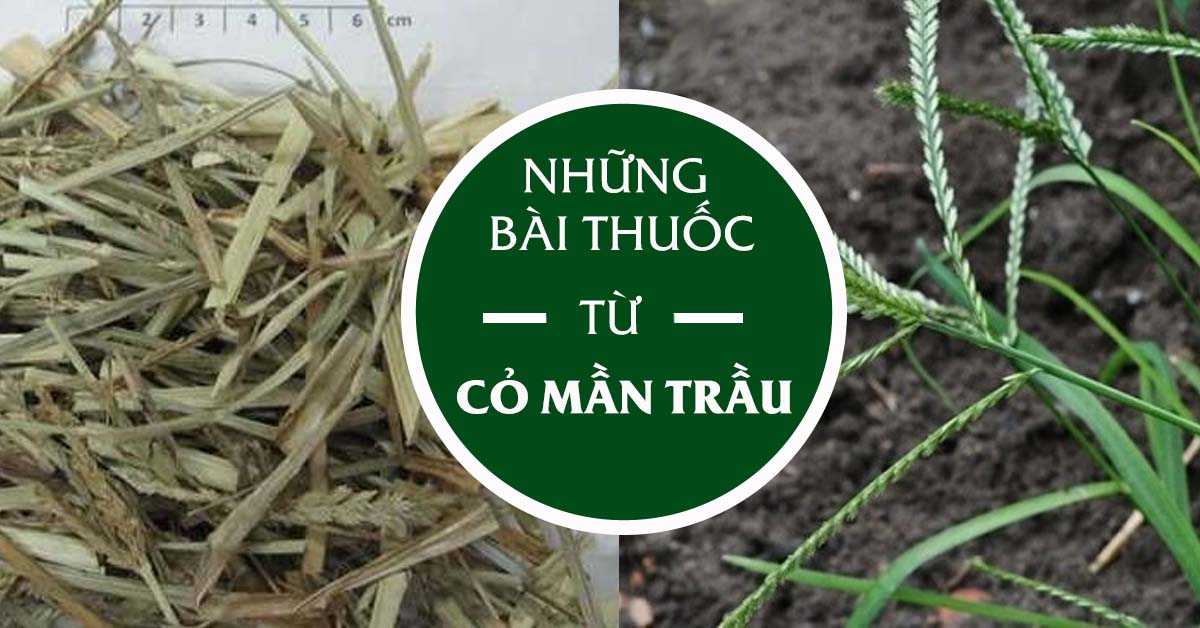 Đẩy lùi bệnh trĩ bằng mẹo chữa bệnh đơn giản từ cỏ mần trầu