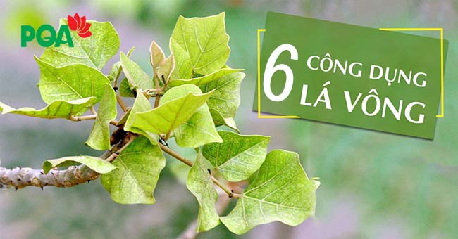 Khỏi ngay bệnh trĩ chỉ với 5 mẹo chữa bệnh bằng lá vông