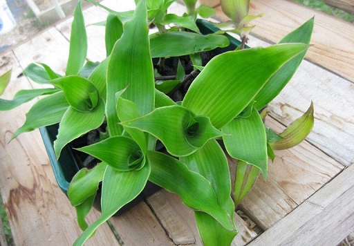 5 bài thuốc nam chữa bệnh trĩ được truyền tai hiệu quả bạn nên tham khảo