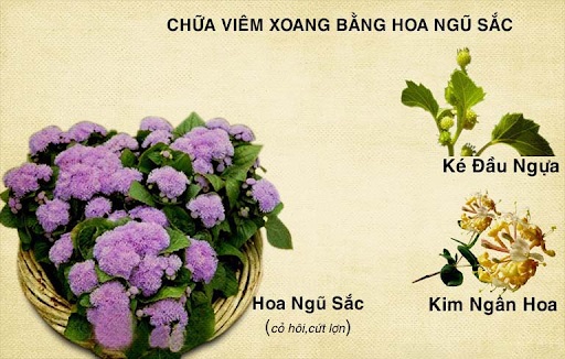 Khỏi ngay viêm xoang bằng mẹo chữa bệnh từ cây hoa ngũ sắc