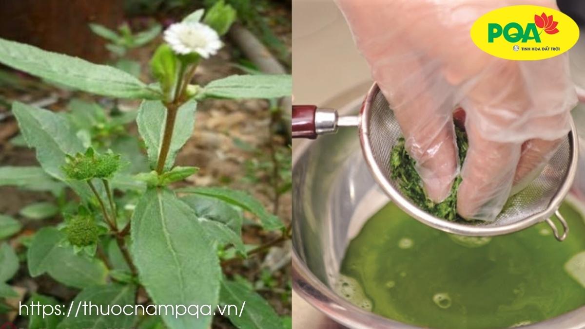 Cây nhọ nồi chữa chảy máu cam - bài thuốc dân gian hữu hiệu