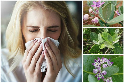 Top 7 lá cây trị hen suyễn hiệu quả, được khoa học chứng minh