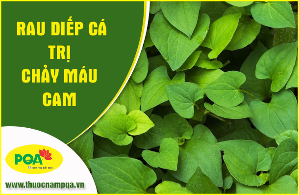 Rau diếp cá trị chảy máu cam có tốt không?
