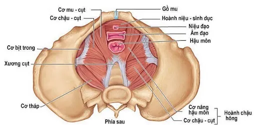 Cơ sàn chậu yếu - Cảnh báo nguy cơ sa tử cung ở phụ nữ