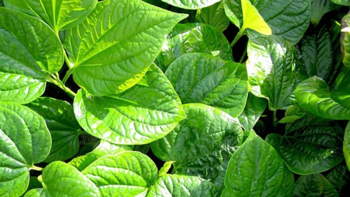 lá lốt chữa đau thần kinh tọa