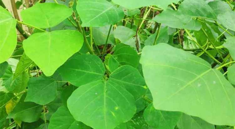 bài thuốc nam chữa sa tử cung từ lá vông