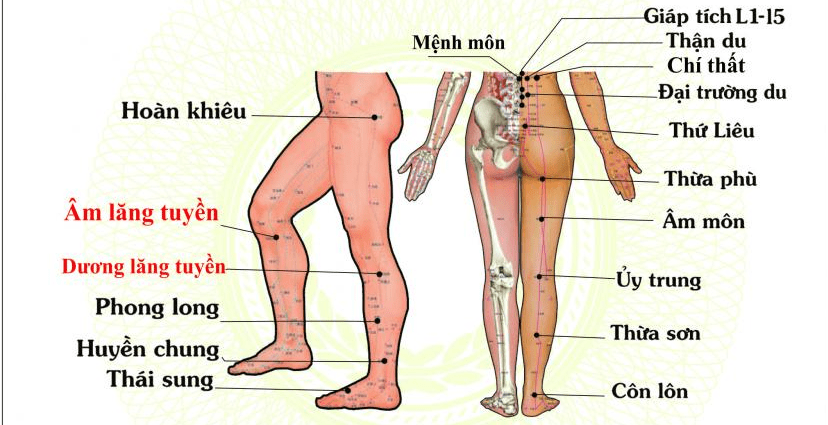 các huyệt đạo để châm cứu chữa đau thần kinh tọa
