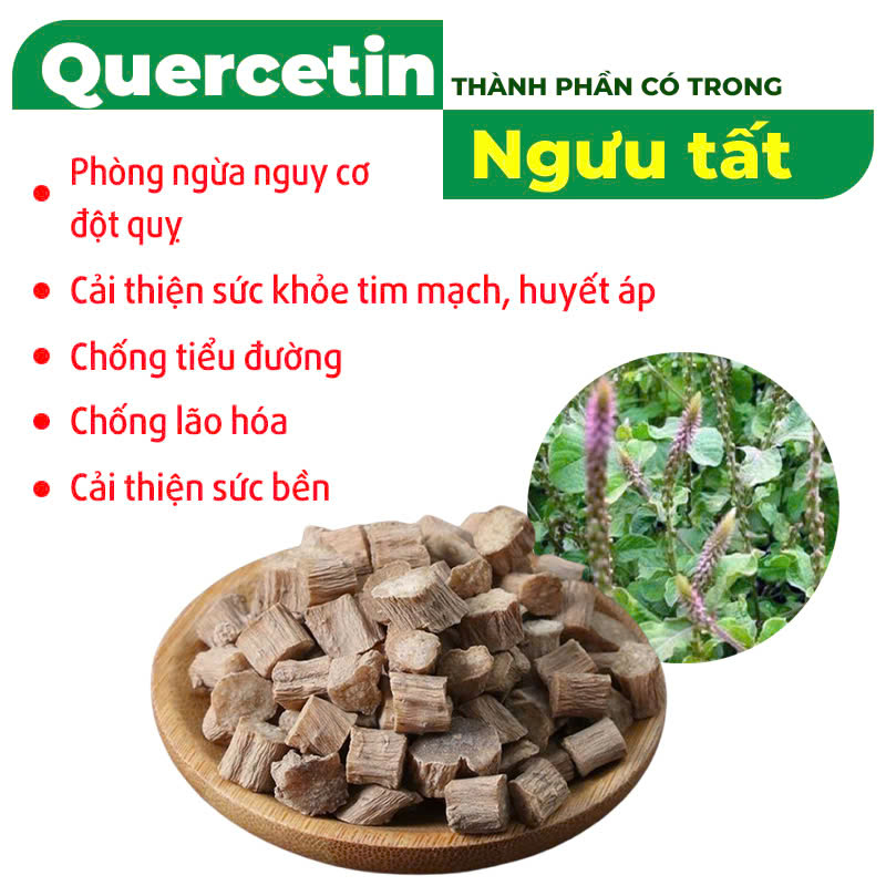 Thành phần hóa học PQA Phòng phong